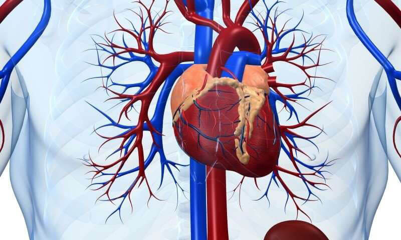 Viêm cơ tim là gì? Dấu hiệu và cách điều trị viêm cơ tim