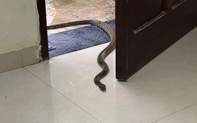 rắn bò vào nhà báo điềm gì