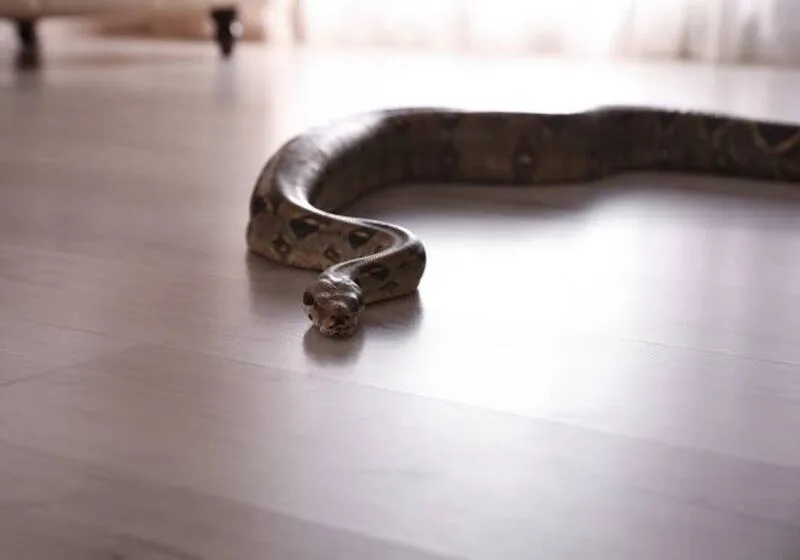 rắn bò vào nhà báo điềm gì